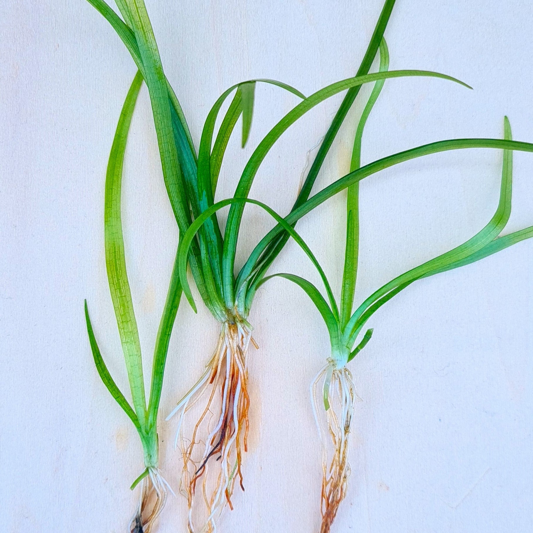 La Sagittaria subulata (taille moyenne) est parfaitement adaptée à l'aquariophilie naturelle (ou low-tech), cette souche originale atteint 10 à 20 cm de haut