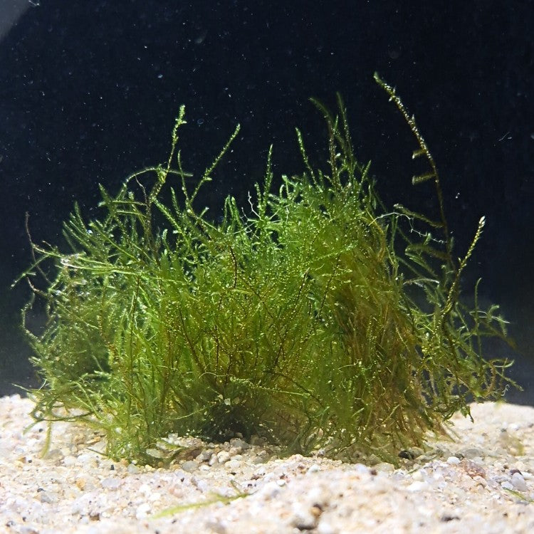 Tapis épais de mousse de Java authentique accroché au substrat, créant un refuge idéal pour alevins et œufs de poissons.