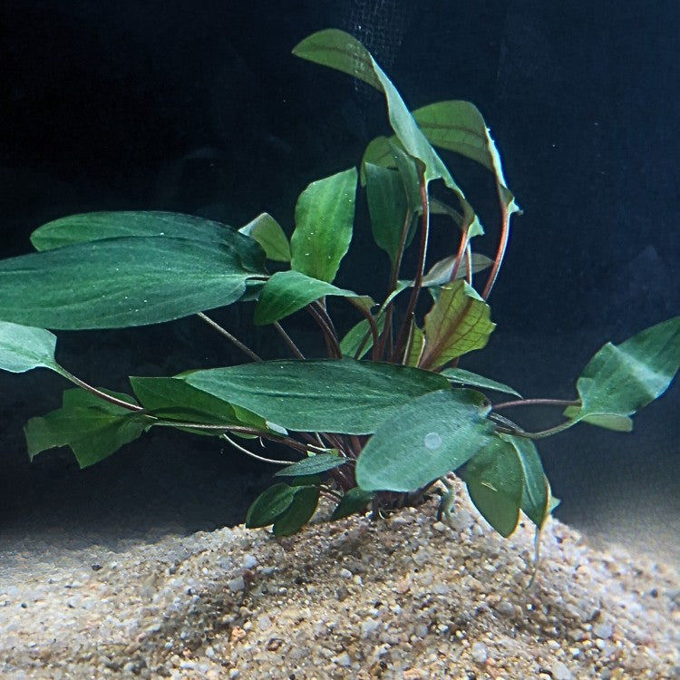 Vue latérale d’une touffe mature de Cryptocoryne becketti, revers des feuilles légèrement rouges sous éclairage tamisé.