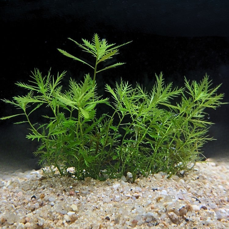Touffe de Proserpinaca palustris plantée sur substrat sableux, formant un buisson vert aux feuilles finement dentées dans un aquarium naturel.
