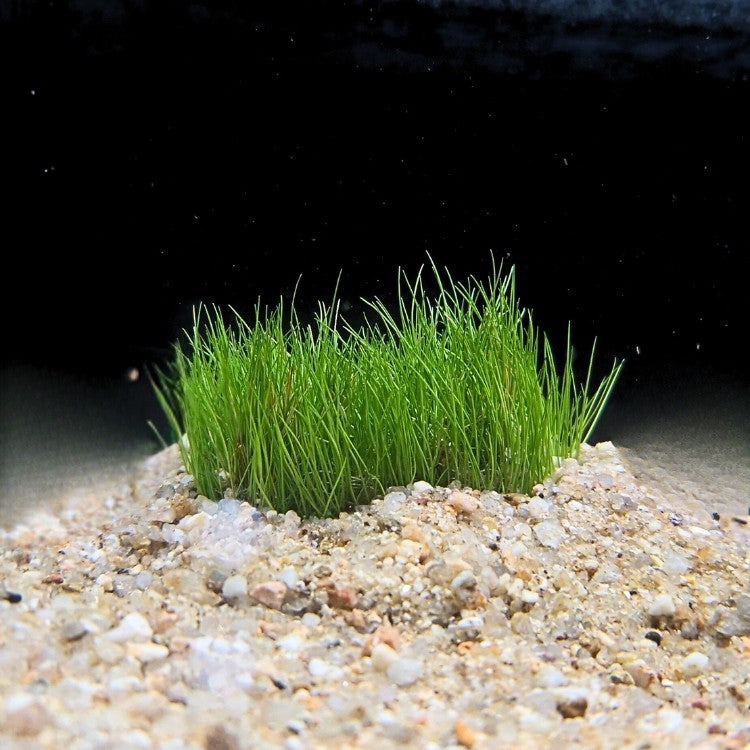 Eleocharis acicularis formant un tapis compact de fines feuilles vertes dans un aquarium naturel, plantée dans un substrat sableux clair.