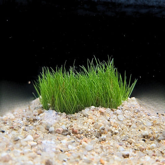 Eleocharis acicularis formant un tapis compact de fines feuilles vertes dans un aquarium naturel, plantée dans un substrat sableux clair.