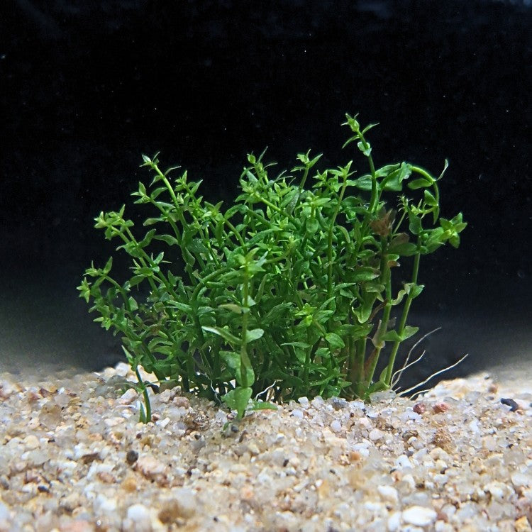 Touffe compacte de Gratiola viscidula plantée dans un substrat sableux d’aquarium, formant un petit buisson vert dense.