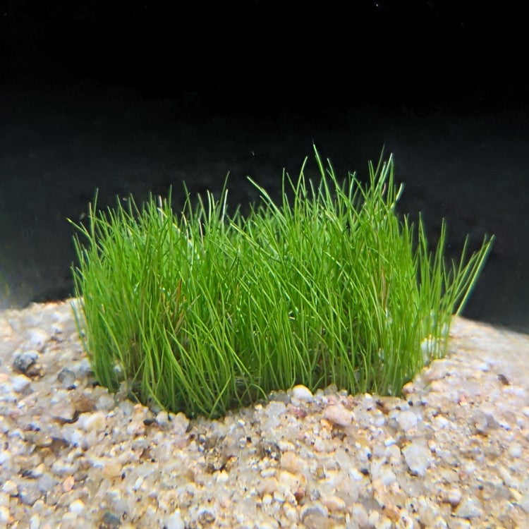Gros plan sur un massif d’Eleocharis acicularis, montrant sa texture gazonnante caractéristique, idéale pour les aquariums low-tech et les bassins.