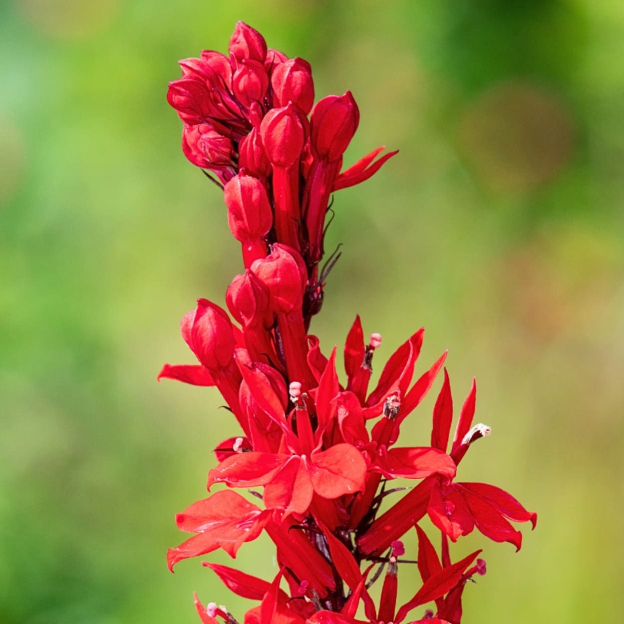Magnifique hampe florale rouge vif de la Lobelia cardinalis, apparaissant en fin d'été lorsqu'elle est cultivée en bassin ou berge humide.