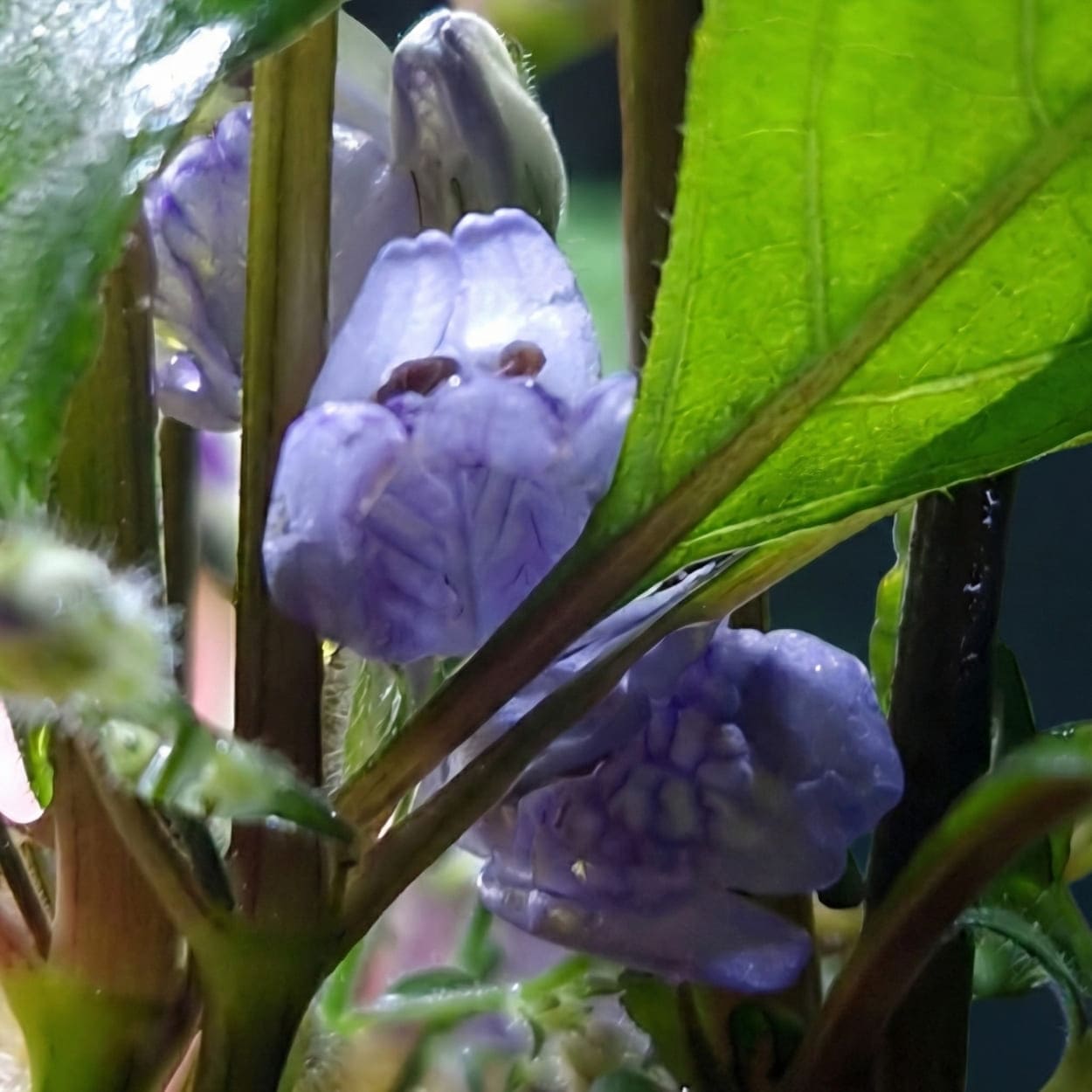 Fleurs violettes de l'Hygrophila costata apparaissant lorsque la plante pousse en forme émergée ou en paludarium.