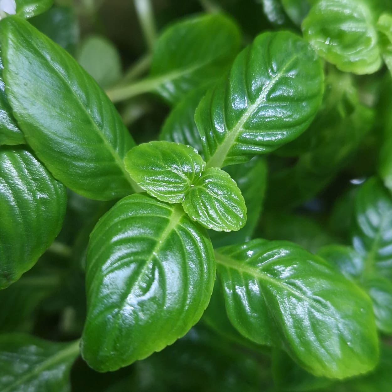 Vue de dessus du feuillage vert intense et nervuré de l'Om Kop, une plante aromatique aquatique d'origine asiatique.