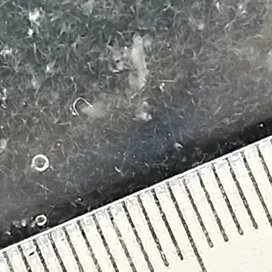 Aquazolla propose, en exclusivité, des doses contenant des milliers d'anguillules filtrées, séparées du vinaigre et introduites dans de l'eau pure. Elles peuvent ainsi survivre dans l'eau pendant au moins une semaine, le temps que vous les donniez à manger à vos alevins.