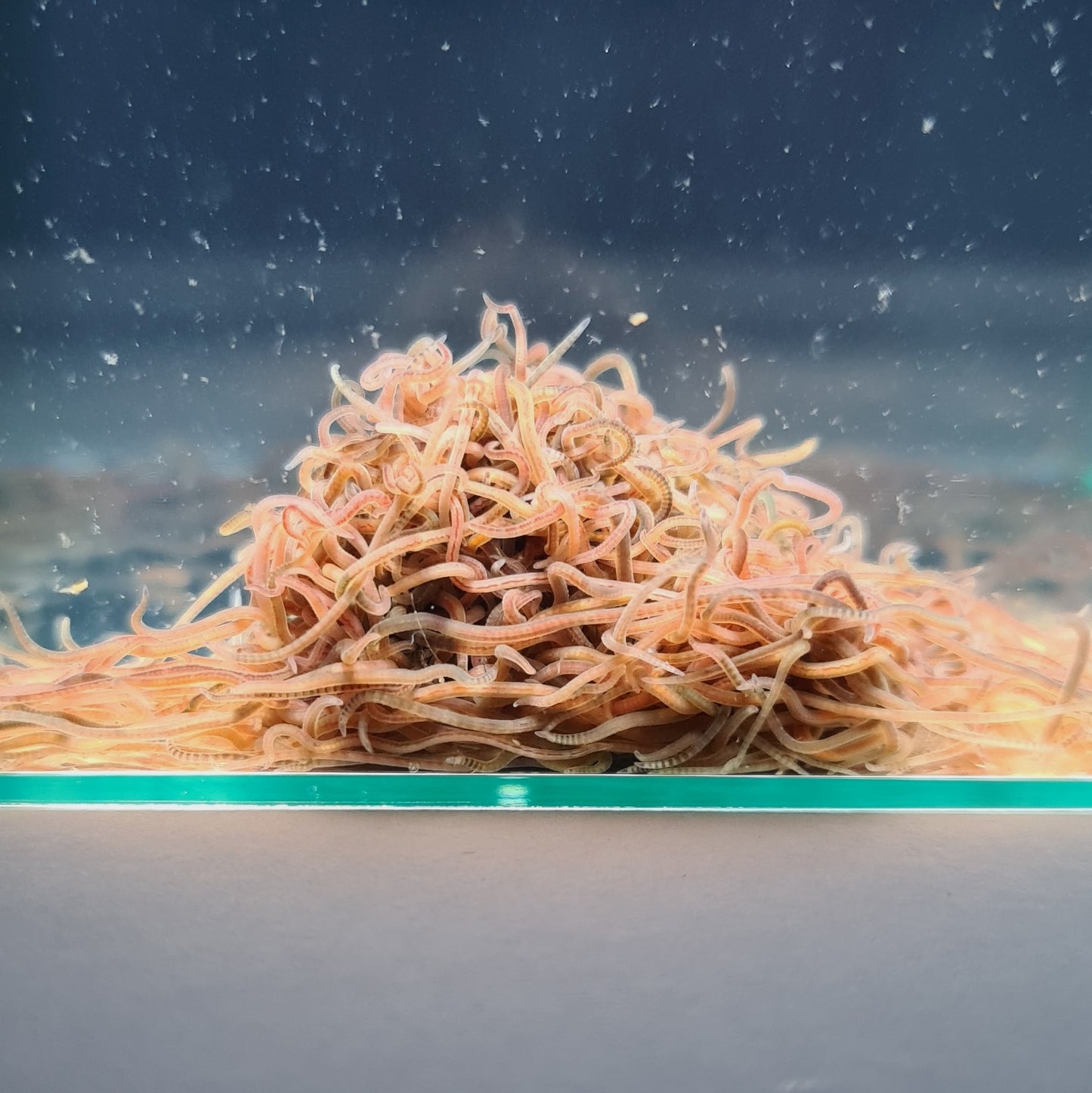 Ces très jolis petits vers aquatiques sont de proches parents de nos lombrics ou vers de terre du jardin. Ils sont beaucoup plus fins et vivent entièrement dans l'eau. Les poissons adultes raffolent de ces proies de choix qui sont trop grosses pour les alevins et pour les poissons des petites espèces.