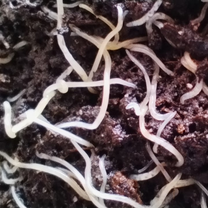 white worms in house plant Enchytraeids – Aquazolla