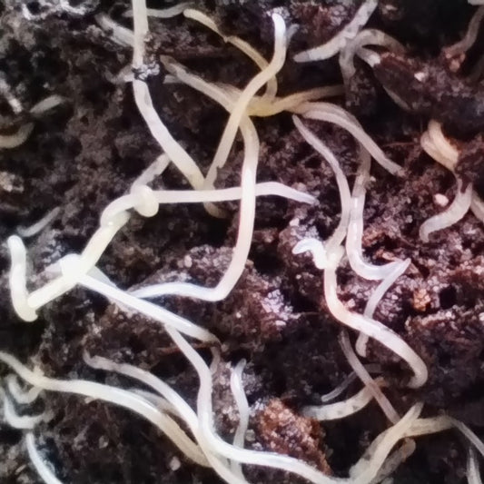 Un ver blanc de belle taille à élever vous-même simplement dans un peu de terreau, pour varier les menus des poissons adultes. L'enchytrée (Enchytraeus albidus) est un ver blanc terrestre, proche cousin du ver Grindal, mais beaucoup plus gros que ce dernier.