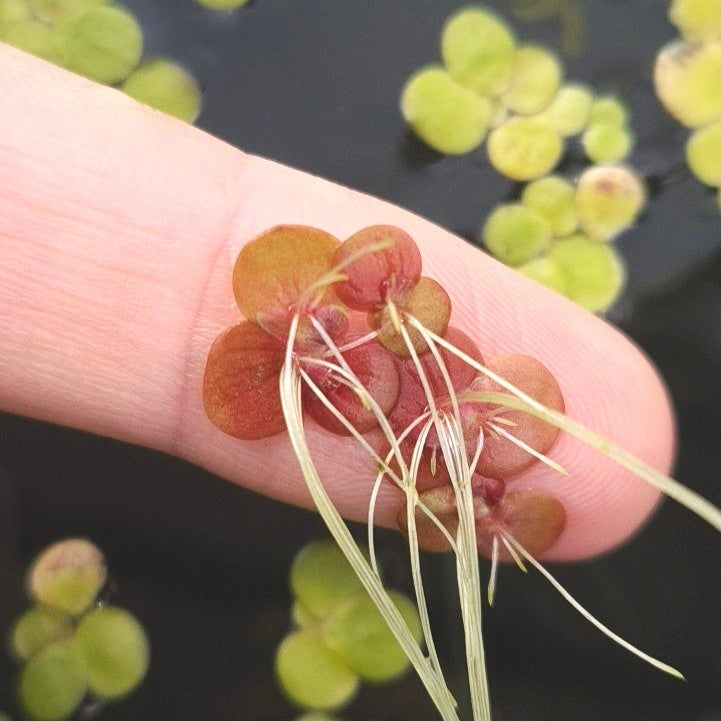 La grande lentille d'eau est très semblable à la classique lentille d'eau, elle présente les mêmes avantages. Sa taille plus importante la rend toutefois plus facile à maîtriser quand elle devient envahissante.