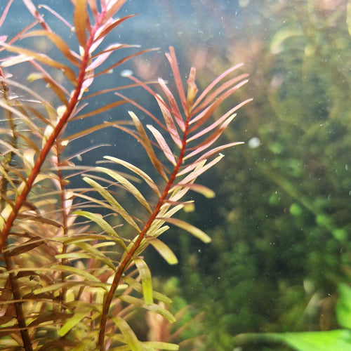 L’atout « Rotala » des aquariums naturels