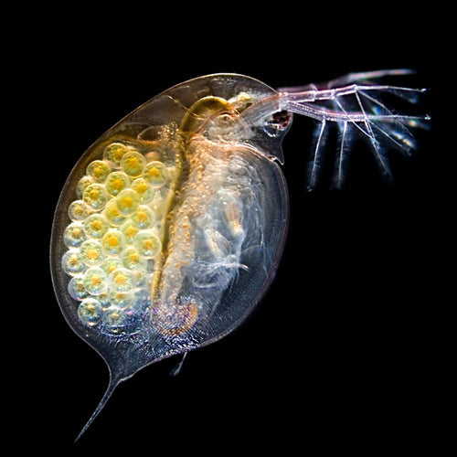 Donner des daphnies à ses poissons : 7 points à connaître