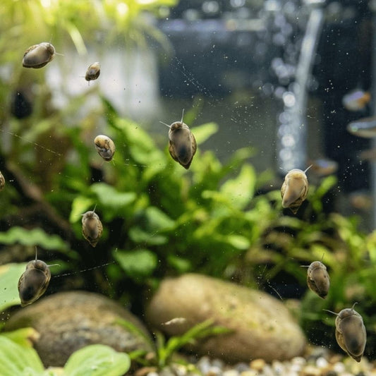 Un rassemblement d'escargots nettoyant la vitre de l'aquarium, illustrant leur prolifération mais aussi leur rôle crucial de détritivores pour l'équilibre du bac.