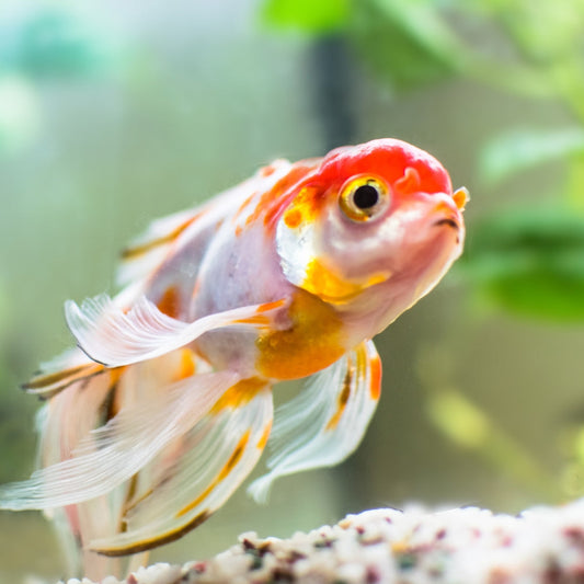 Un élégant poisson rouge bicolore aux nageoires voilées, apportant de la couleur, de la vie et du mouvement à l'environnement aquatique.