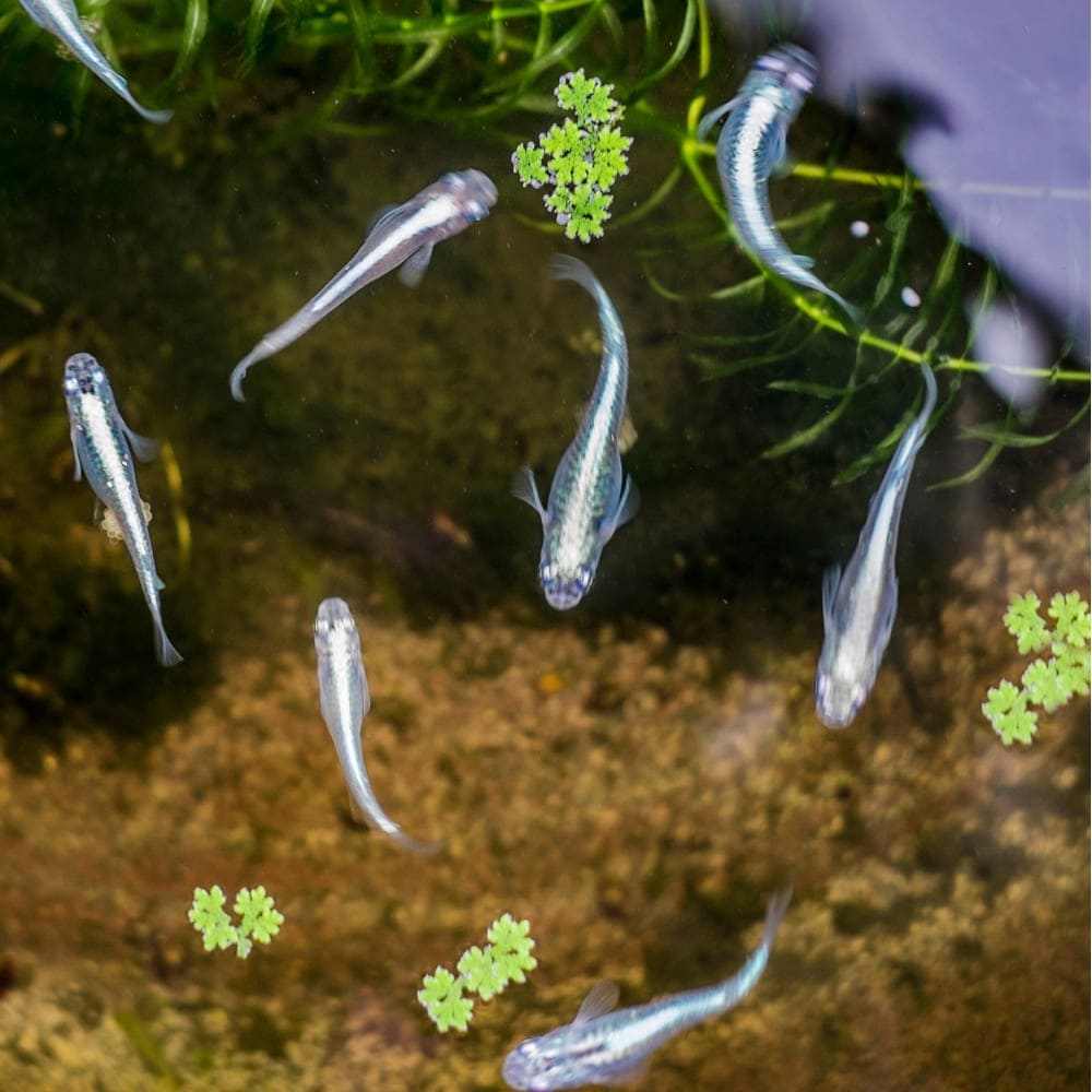 Vue de dessus de plusieurs Medakas argentés nageant dans l'eau claire d'un bassin avec des plantes aquatiques.