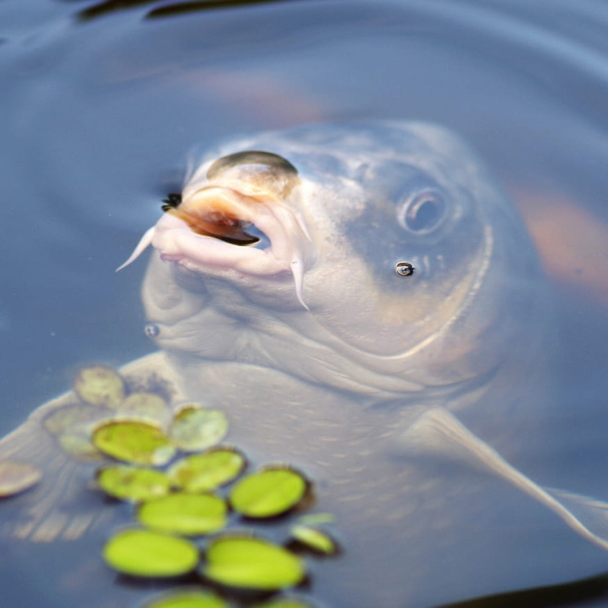 Gros plan d'un poisson à la surface de l'eau d'un bassin, la bouche ouverte pour chercher de l'oxygène.