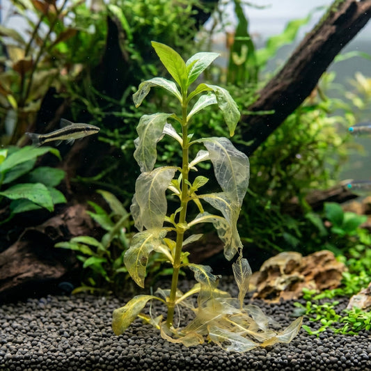Photo d'une plante d'aquarium avec des feuilles transparentes en décomposition