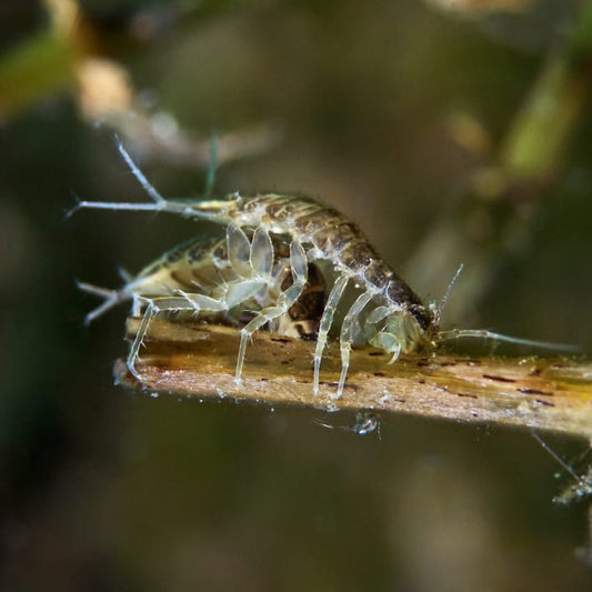 Aselles aquatiques nettoyeuses, crustacés détritivores pour l'équilibre biologique de l'aquarium et du bassin.