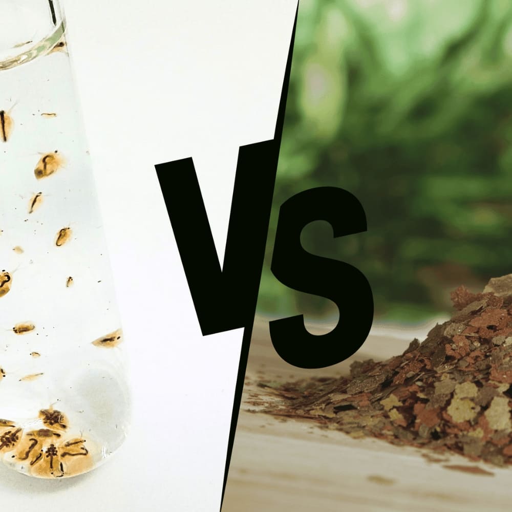 Visuel de l'article comparant la nourriture industriel et vivante pour poissons.
