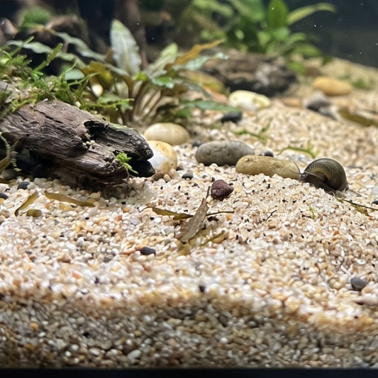 Fond d'un aquarium, illustrant un sol vivant et nutritif, indispensable pour l'enracinement des plantes et le développement des bonnes bactéries.