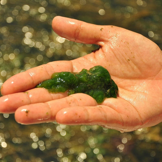 Gros plan d'une main présentant du phytoplancton vivant ultra-concentré sous forme de masse verte, illustrant la densité et la richesse nutritive des micro-algues.