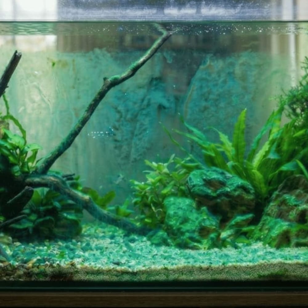 Aquarium envahi par une proliferation de cyanobacteries vertes recouvrant le sable les roches et les parois en verre