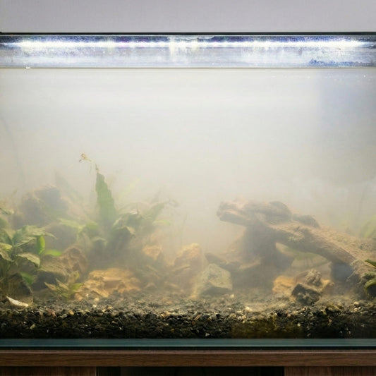 aquarium-ouvert-eau-trouble-laiteuse-demarrage