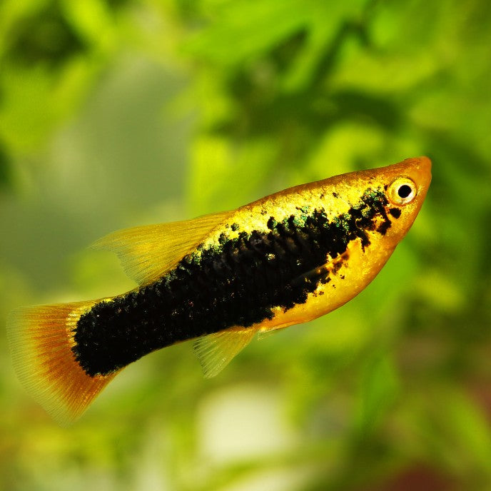 Mâle Platy variatus doré