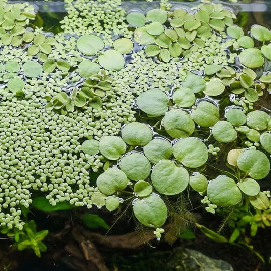 melange-plantes-flottantes-salvinia-lentille-eau-aquarium
