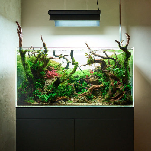 Aquarium : quel volume choisir ?