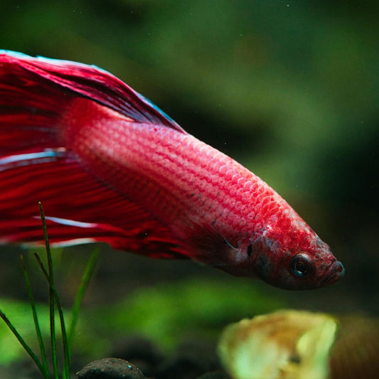 Gros plan sur un poisson Combattant (Betta splendens) nageant dans un aquarium naturel sans filtre, illustrant un habitat calme et adapté à son bien-être.