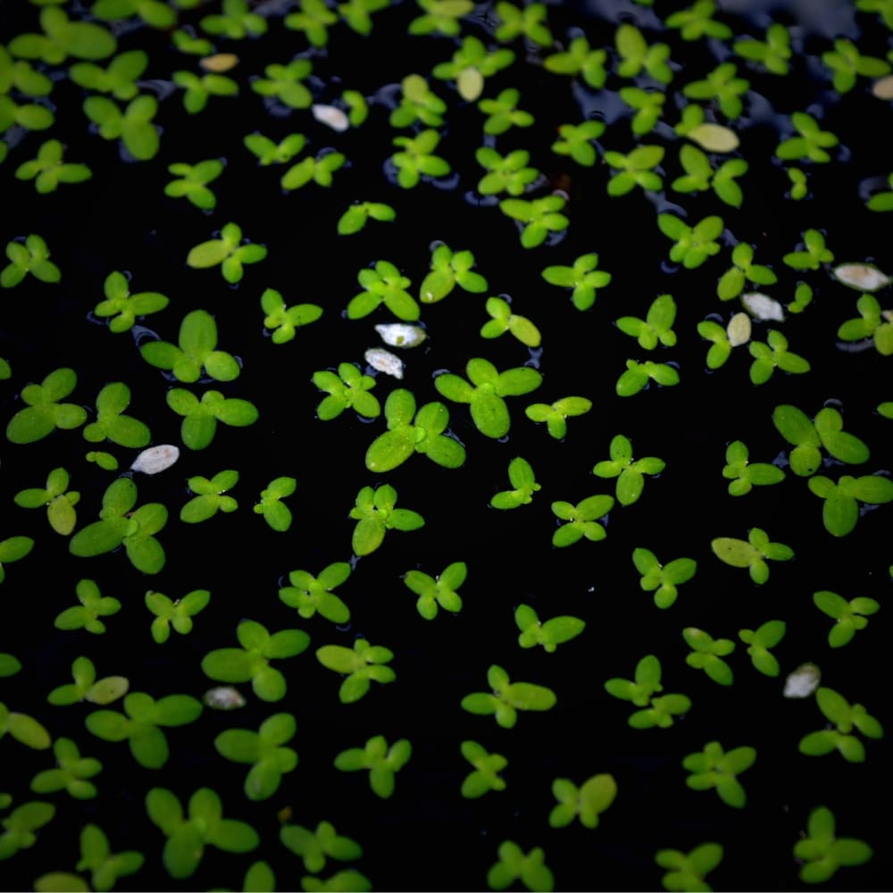 Petites lentilles d'eau flottant à la surface d'un aquarium.   
