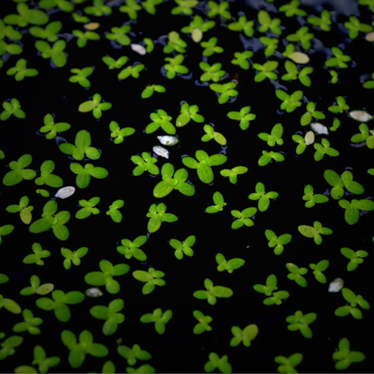 Petites lentilles d'eau flottant à la surface d'un aquarium.   