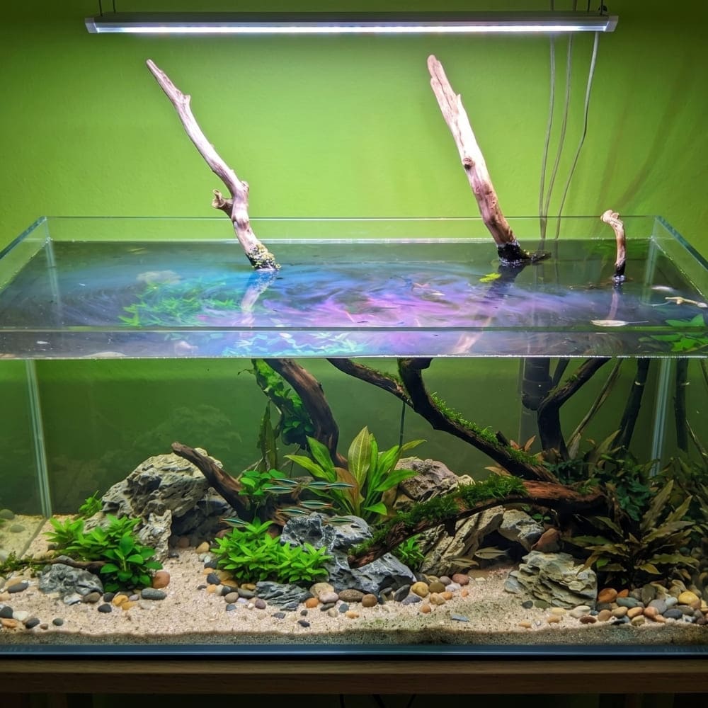 Film gras irisé à la surface de l'eau d'un aquarium.