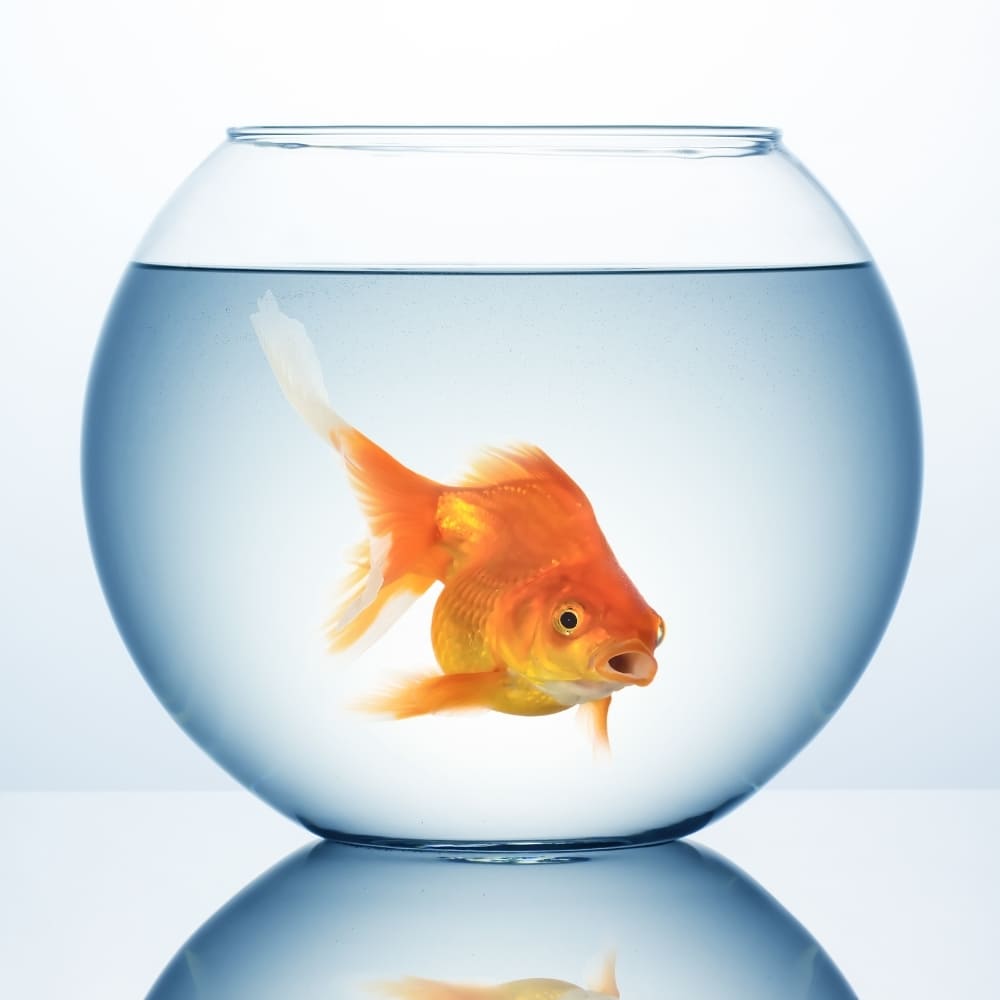 Un poisson rouge solitaire nageant à l'intérieur d'un petit bocal rond, illustrant les conditions de vie inadaptées qu'il s'agit de quitter pour passer à un aquarium naturel.