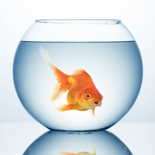 Un poisson rouge solitaire nageant à l'intérieur d'un petit bocal rond, illustrant les conditions de vie inadaptées qu'il s'agit de quitter pour passer à un aquarium naturel.