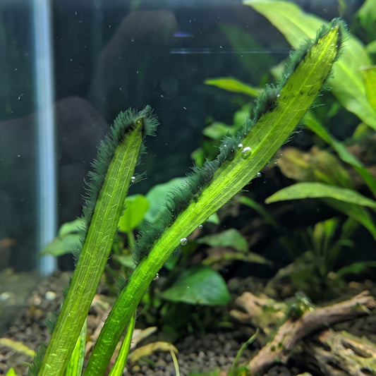 Algues pinceaux sur une Vallisneria asiatica, illustrant l'article sur les méthodes pour sauver ses plantes d'aquarium naturellement