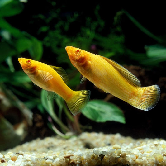 Poissons d'aquarium en pleine santé nageant au milieu des plantes, illustrant l'article sur les bienfaits de l'alimentation naturelle pour leur vitalité.