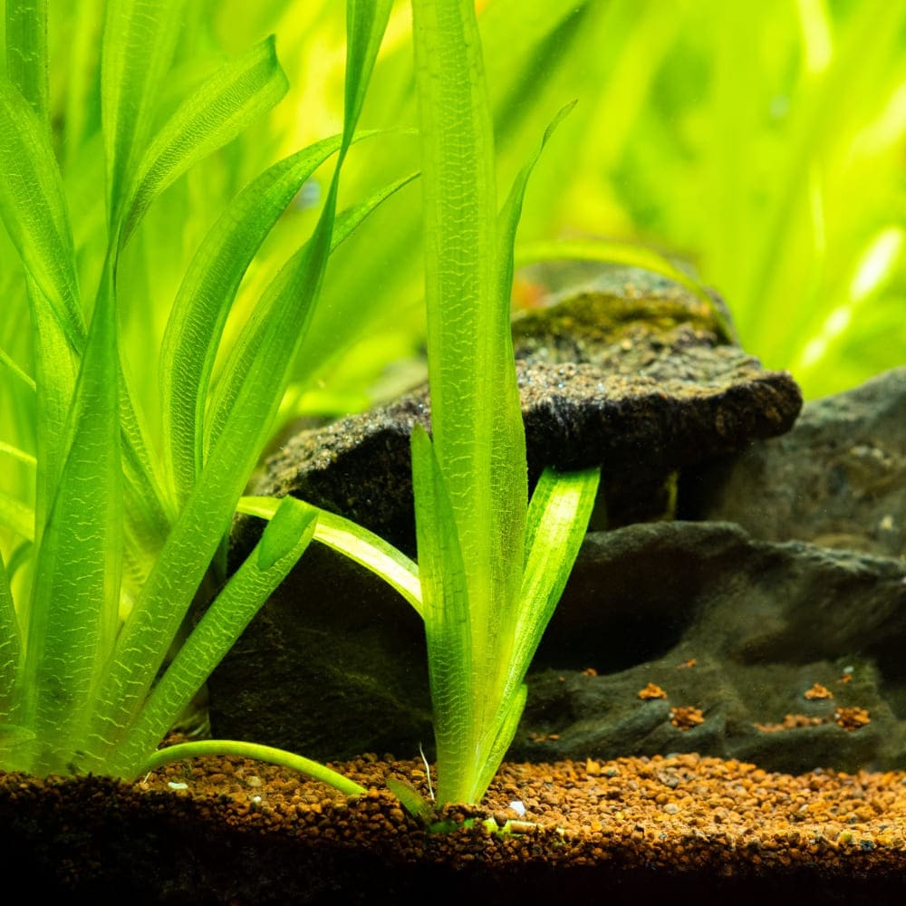 Longues feuilles vertes de Vallisneria gigantea plantées dans le substrat d'un aquarium.   