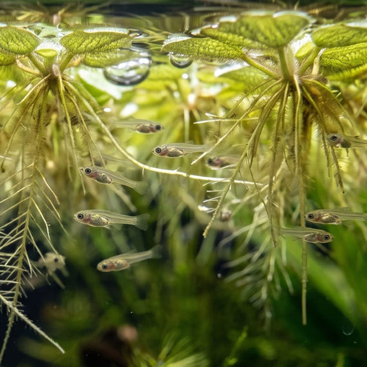 Alevins de guppies nageant parmi les racines de plantes flottantes dans un aquarium naturel sans couveuse.
