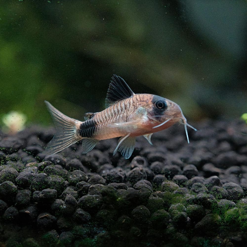 Corydoras cherchant de la nourriture sur le substrat de l'aquarium.