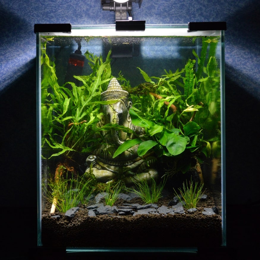 Aquarium de méditation, favorisant le calme et la contemplation