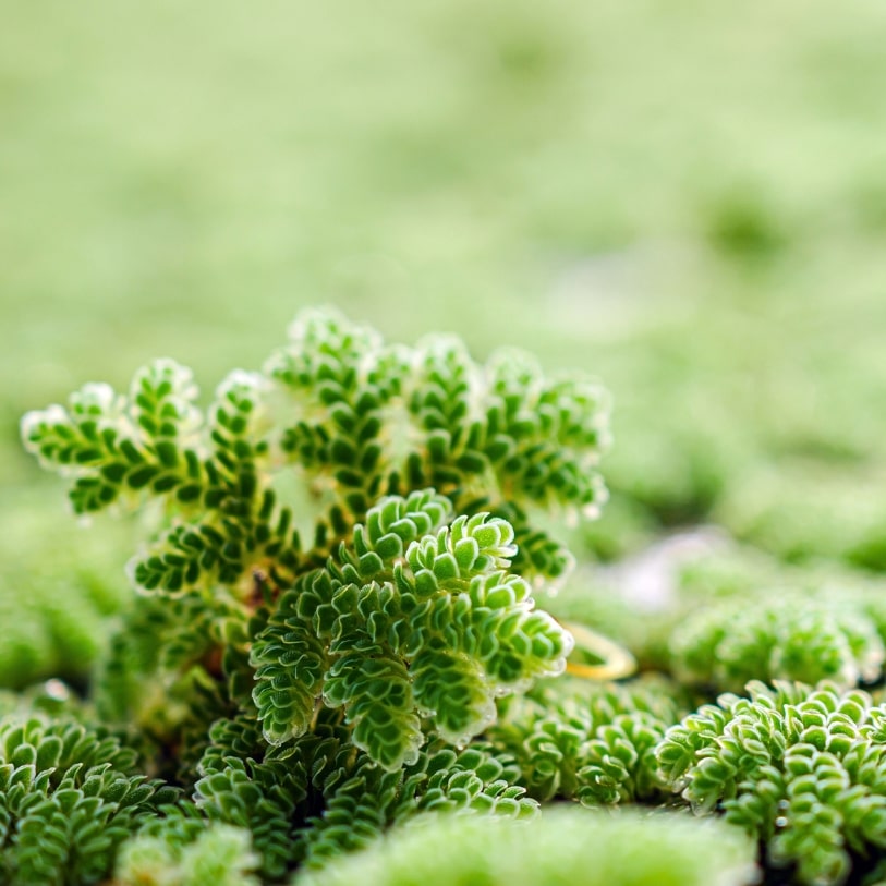 L'Azolla, couteau suisse de la nature