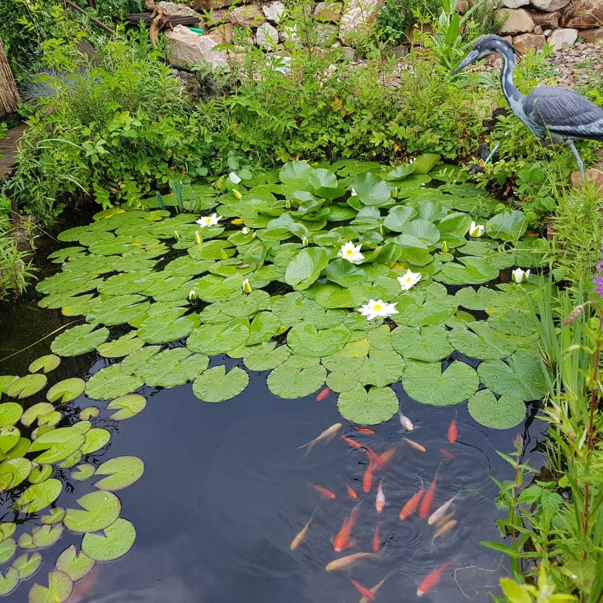 Bassin naturel planté avec nénuphars, plantes de berge et poissons rouges, illustrant l’équilibre entre plantes oxygénantes, flottantes et de berge.