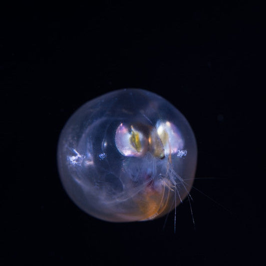 Macro d’un ostracode transparent aux grands yeux réfléchissants ; image illustrative pour présenter la famille des ostracodes.