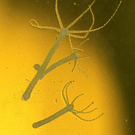 Gros plan de trois hydres vertes fixées sur une paroi, leurs tentacules déployés dans l’eau d’un aquarium naturel.