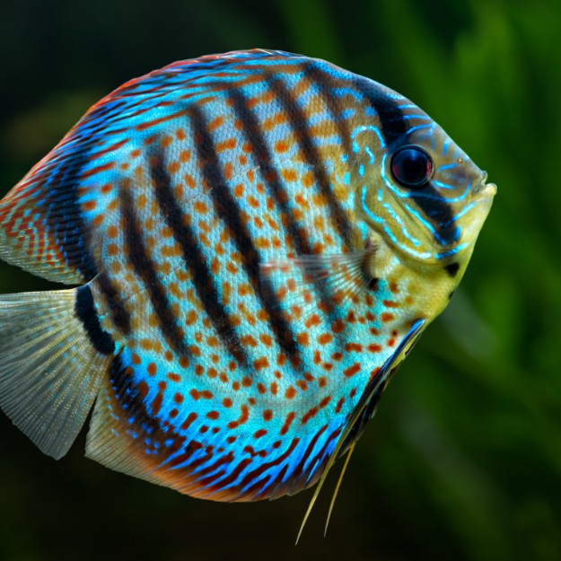 La clé de la reproduction des poissons