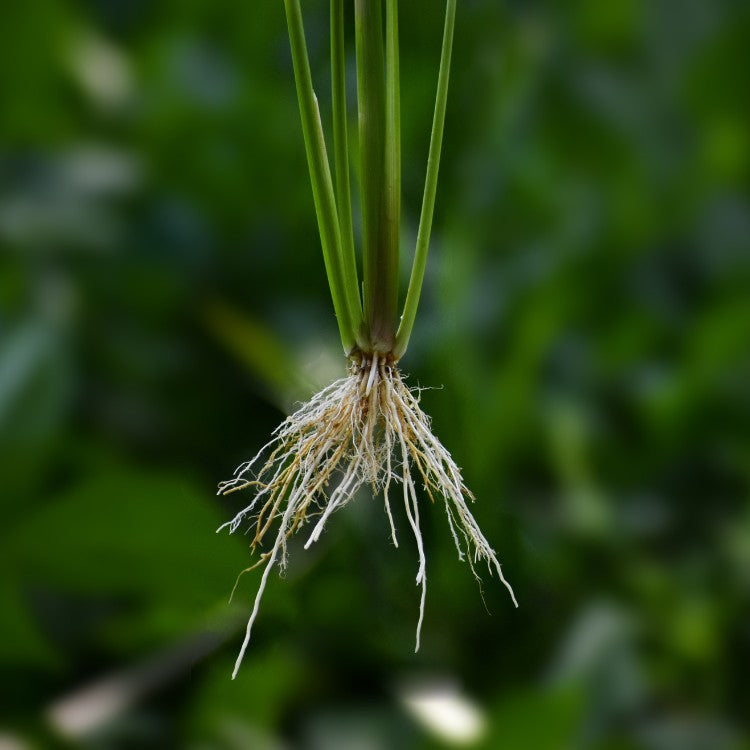Quel rôle ont les racines ?